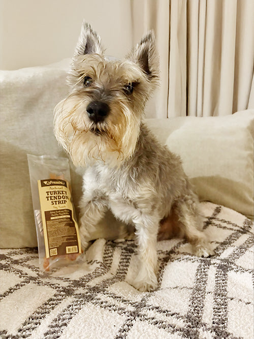 Dexter's Favorite Low-Fat Treats for Small Dogs That Are Paw-some!